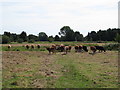 TM4268 : Cows on Darsham Marshes Nature Reserve by Roger Jones