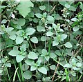 Common Calamint (Clinopodium ascendens)