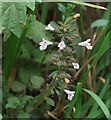 Common Calamint  (Clinopodium ascendens) - flowers