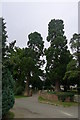 Redwood trees at the entrance to Church House, Saxby