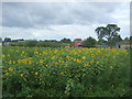 Field of sunflowers, Alpa