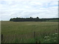 Grassland, Weeting Heath