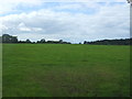 Grazing off Hockwold Road, Weeting