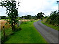 Grass verge along a minor road, Learden Lower