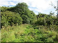 Overgrown track into a plantation on Binnington Wold