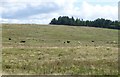 Cattle and sheep on Ottercops Moss