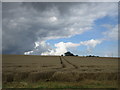 Wheat waiting to be harvested near Foxholes