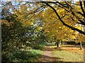 Southwell Trail in the Autumn