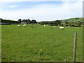 Sheep, Kilreal Upper