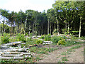 Coppiced area, Featherley Wood