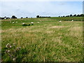 H2882 : Sheep, Castlebane by Kenneth  Allen