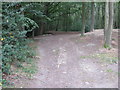 Footpath into Wither Wood