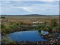 ND3467 : Boggy pool, Stroupster, Caithness by Claire Pegrum
