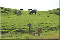 NX0260 : Hilly Farmland with Cattle by Billy McCrorie