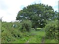 Footpath to the River Lew