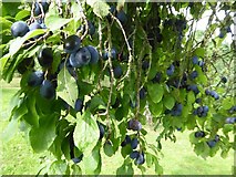 SO6855 : Damson plums by Philip Halling