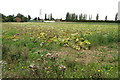 Field of pumpkins