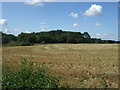 TL7344 : Stubble field and woodland near Burnthouse Farm by JThomas
