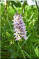 TQ5290 : Common Spotted Orchid near A12 by Robin Webster