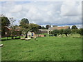 Sheep at Butterwick