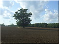 Lone tree in field