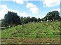 Fruit farm at Balloo