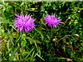 Black knapweed, Aghakinmart