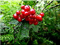 Guelder rose berries, Aghakinmart