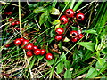 Hawthorn berries, Aghakinmart