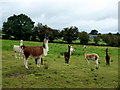 Alpacas and Llamas, Coolnacrunaght (1)