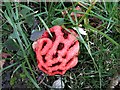 Red cage fungus in Long Lane, Sedlescombe village