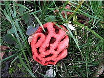 TQ7818 : Red cage fungus in Long Lane, Sedlescombe village by Patrick Roper