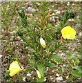 TG2809 : Common Evening-primrose  (Oenothera biennis) by Evelyn Simak
