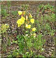 TG2809 : Common Evening-primrose  (Oenothera biennis) by Evelyn Simak