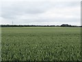 Arable field east of Leven