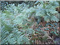 Ferns on Stanmore Common