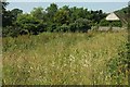 Meadow, Collaton St Mary