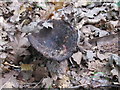 Fungus in Black Park, probably Russula nigricans