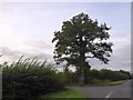 Lone tree by A4421 on Fringford Hill