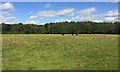SY9489 : Pasture and woodland between Sandford and Holton Heath by Robin Stott