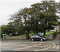 Trees at the edge of the churchyard, Steynton