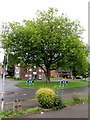 Tree on a Llanyravon roundabout, Cwmbran