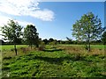 Path through a Field