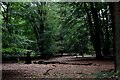 Small Clearing within Epping Forest