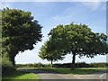 Trees at a road junction north of Canons Ashby