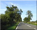 Trees by Ashby Road, A361, west of Welton