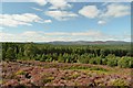 NH8804 : Heather and Forest at Invereshie, Cairngorm National Park by Andrew Tryon
