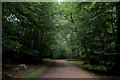 TL4300 : Centenary Way  in Epping Forest by Chris Heaton