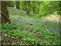 Bluebells in woodland beside the Wales Coast Path