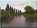 Poplars by the Ouse